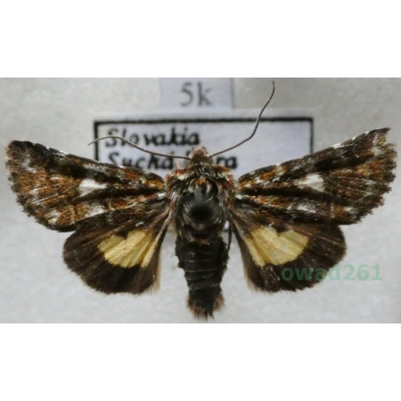 Anarta myrtilli (Linnaeus, 1761) Okrzętnica wrzosówka Deutschland5k